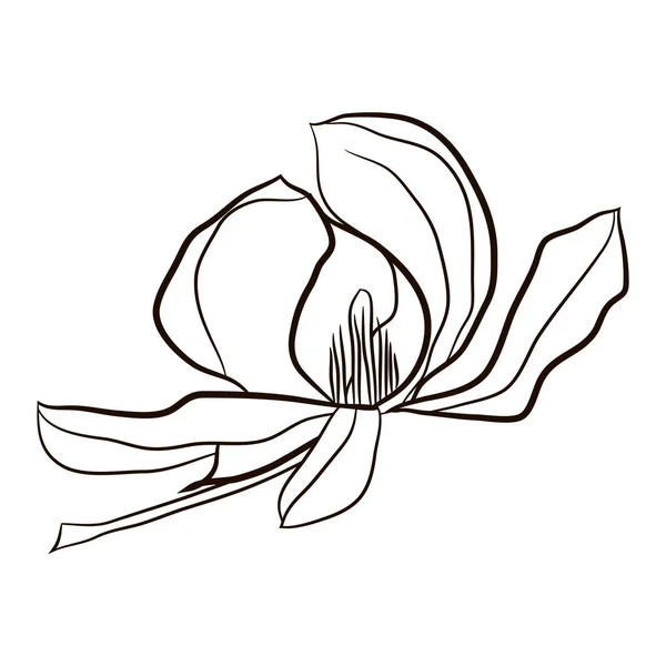 Element Kwiatowy Magnolii Kwitnącej Dla Projektu Graficznego Przedmiot Dekoracji Kart — Wektor stockowy