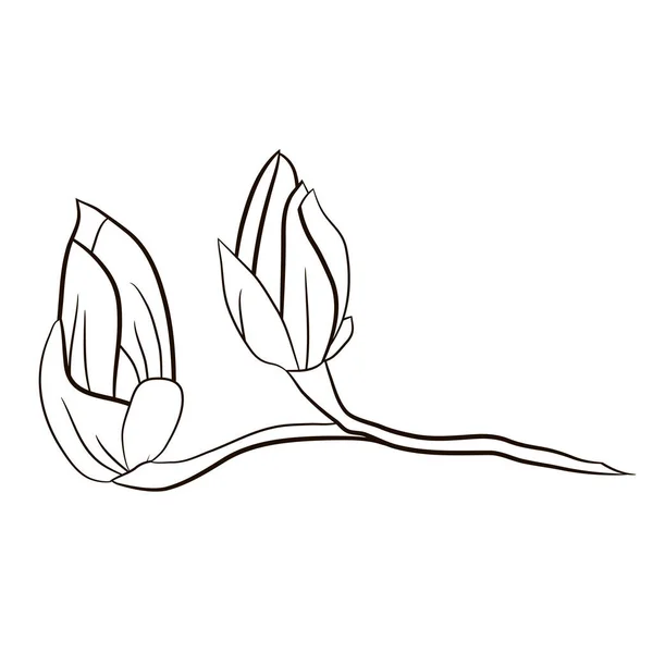 Blütenelement Der Magnolienknospen Für Grafische Gestaltung Artikel Für Muster Karten — Stockvektor