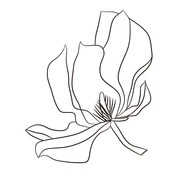 Élément Graphique Fleur Magnolia Pour Conception Graphique Article Pour Décorer — Image vectorielle