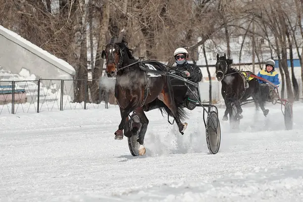 Inverno. Executar é um teste de trotters . — Fotografia de Stock