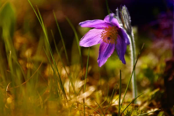 Фиолетовый Паске Цветок Саду — стоковое фото