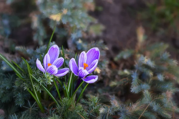 Первые Весенние Крокус Цветы Саду — стоковое фото