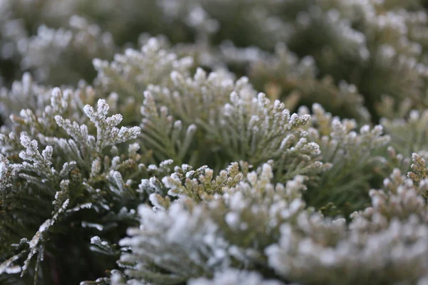 Gröna Löv Snön — Stockfoto