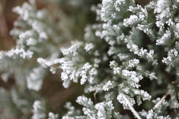 Foglie Verdi Sotto Neve — Foto Stock