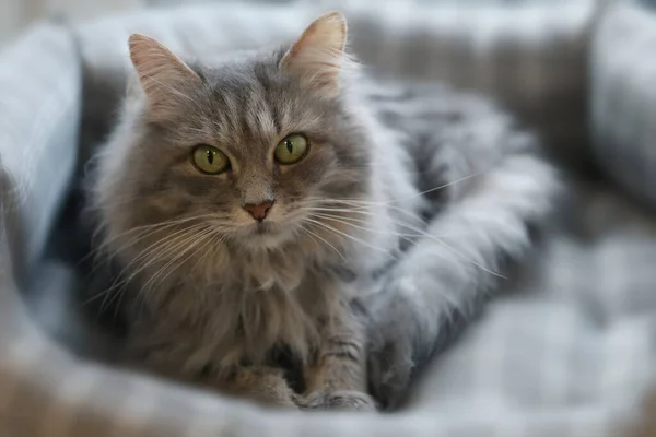 Şefkat evde sevimli kedi