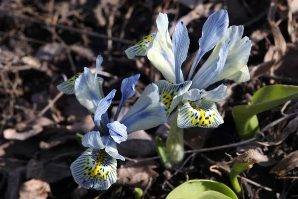 Flores Iris Azul Primaveral Jardín — Foto de Stock