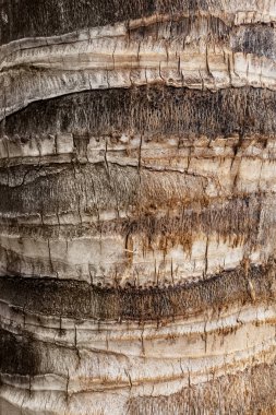 Bark of coconut palm clipart