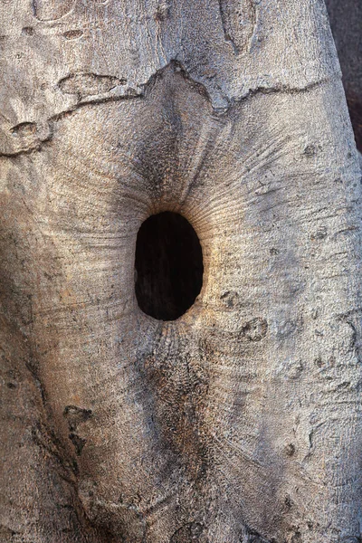 Ağacında oval delik — Stok fotoğraf