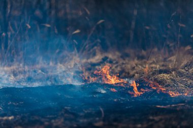 Yanan kuru otlarla dolu bir arazi. Ateş Ormanı