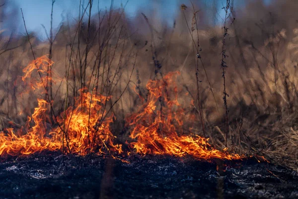 stock image Field with burning dry grass. Fire forest