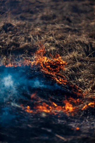 Yanan Kuru Otlarla Dolu Bir Arazi Ateş Ormanı — Stok fotoğraf