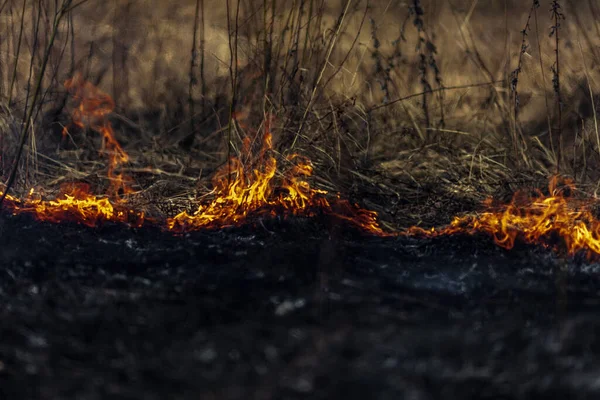Поле Палаючою Сухою Травою Пожежний Ліс — стокове фото