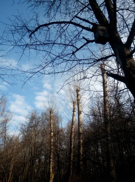 Árvore Alimentador Árvores Parque Contra Céu Azul — Fotografia de Stock