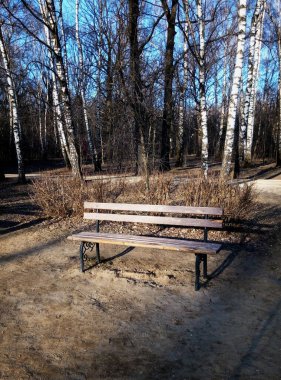 huş ağacının arka planında kahverengi ahşap park bankı