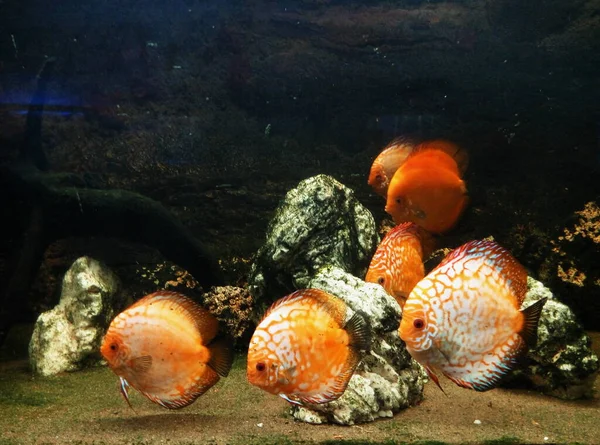 bright orange fish swim in the dark water of a large aquarium