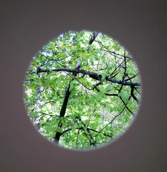 Foto em um círculo de árvore verde — Fotografia de Stock