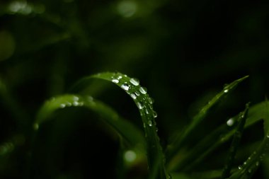 Yeşil yapraklar üzerindeki zarif yağmur damlaları makro fotoğrafçılık