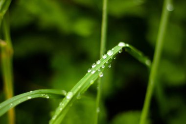 Yeşil yapraklar üzerindeki zarif yağmur damlaları makro fotoğrafçılık