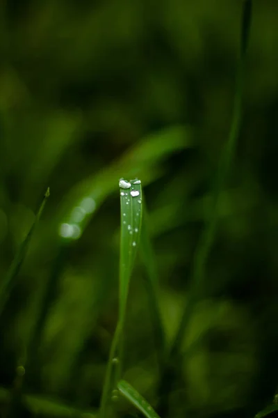 Elegant raindrops on green leaves macro photography