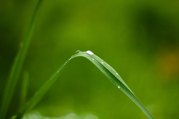 Елегантні Краплі Дощу Зеленому Листі Макрофотографія — стокове фото