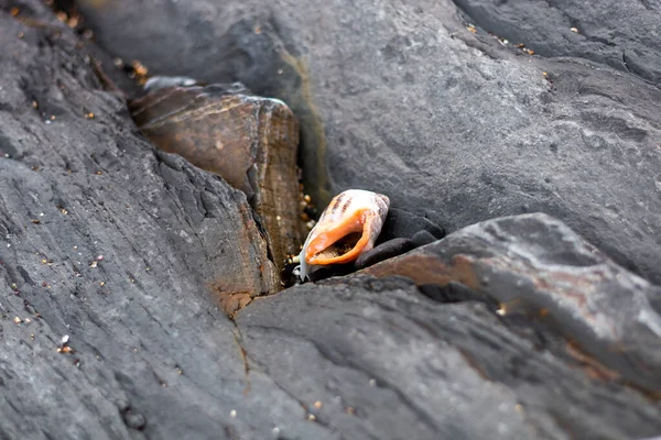 Gri taşların arasında kayalara sıkışmış turuncu bir deniz kabuğu. Duvar Kağıdı.