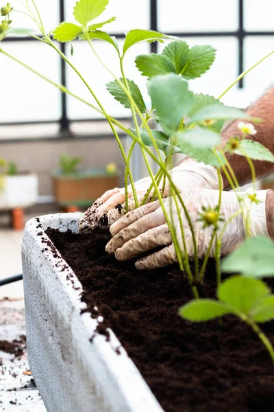 Man Working Home Gardening — Stock Photo, Image