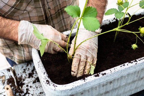 Man Working Home Gardening — Stock Photo, Image