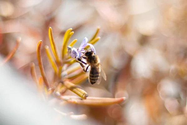 Mor bir çiçeğin üzerinde çeşitli çiçekler ve yaz renkleriyle çevrili bir arı.