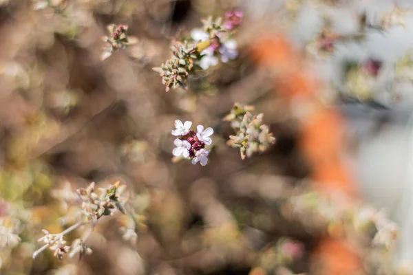 Çeşitli çiçekleri olan beyaz ve pembe bir çiçek