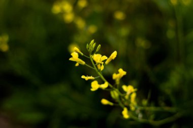Yazın güneşli bir günde bir çok renkli çiçeğin duvar kağıdı