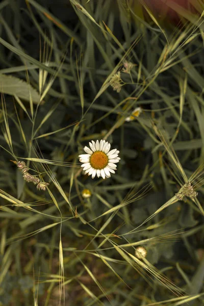 Pek çok yeşil bitkinin ortasında zarif papatya çiçeği