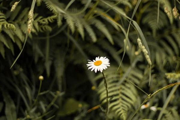 Pek çok yeşil bitkinin ortasında zarif papatya çiçeği