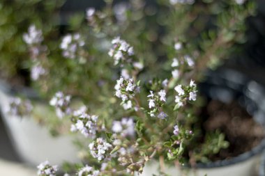 GARDEN 'DA BEYAZ ÇİÇEKLER