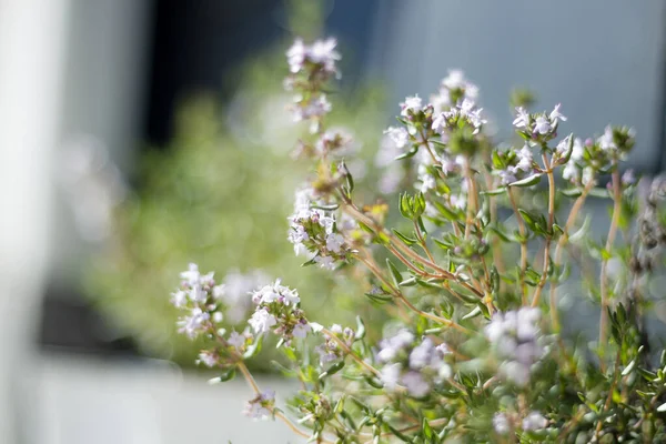 GARDEN 'DA BEYAZ ÇİÇEKLER