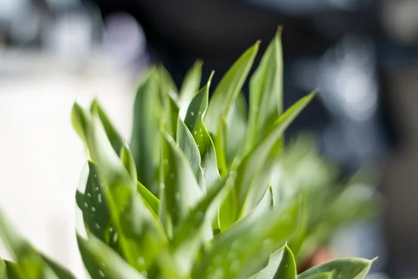 GARDEN 'DA YEŞİL KÜÇÜK PLANLARI