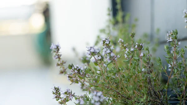 GARDEN 'DA BEYAZ ÇİÇEKLER