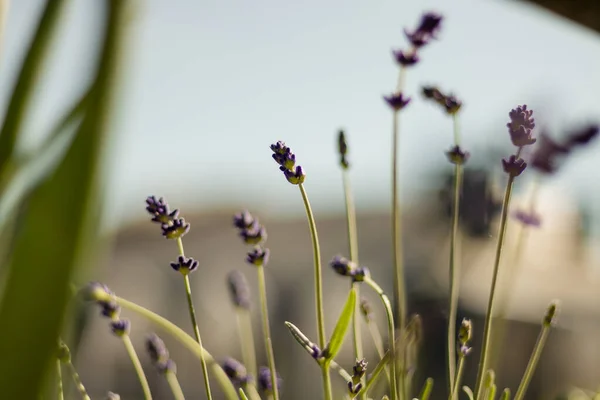 GARDEN 'DA BEYAZ ÇİÇEKLER
