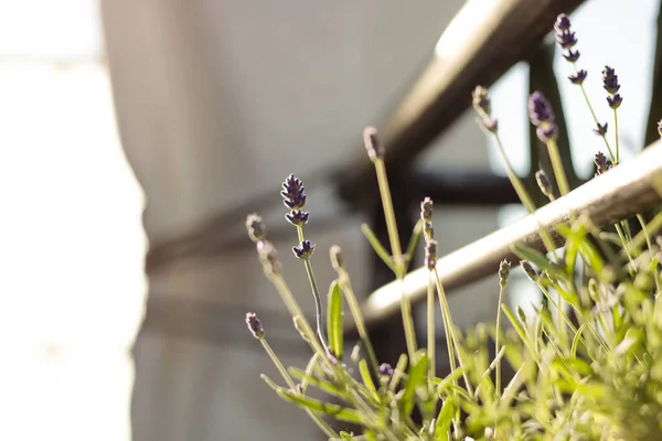 GARDEN 'DA BEYAZ ÇİÇEKLER