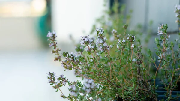 GARDEN 'DA BEYAZ ÇİÇEKLER