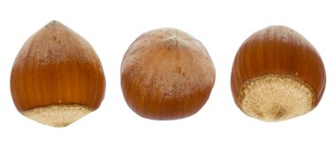 Fındık. Beyaz arka planda izole edilmiş taze filbert. Fındık makrosu. Koleksiyon.