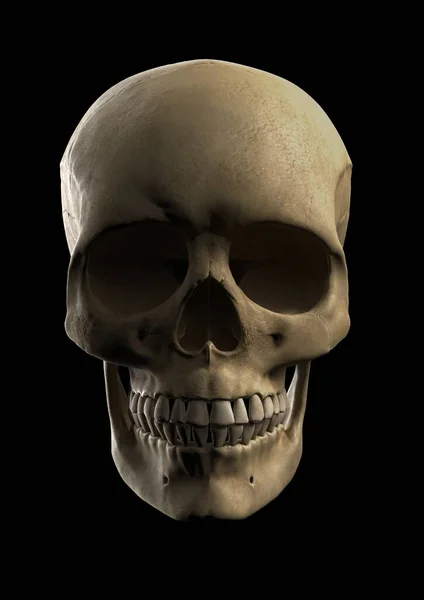 人間の頭蓋骨の正面3Dレンダリング — ストック写真