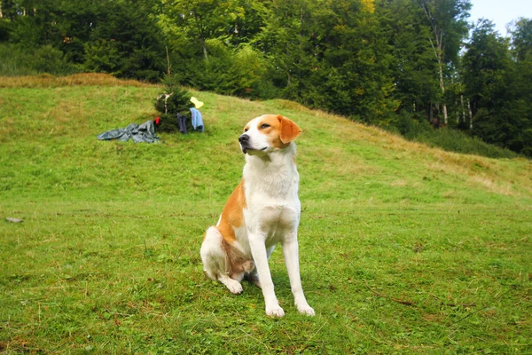 Hund Sitzt Freier Wildbahn — Stockfoto