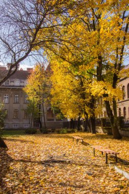 Sonbaharda parklardaki ağaçlar