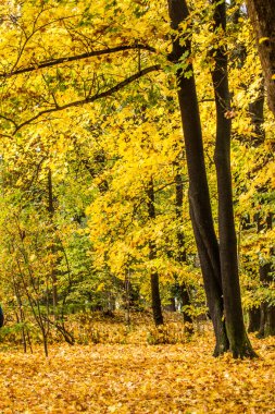 Sonbaharda parklardaki ağaçlar