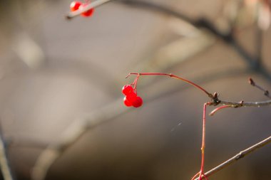 Arka planda küçük kırmızı meyveler