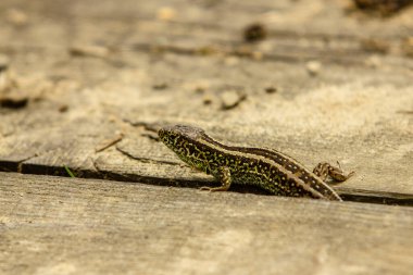 Yerdeki küçük kertenkele