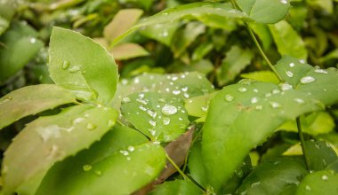 Yeşil yaprakların üzerindeki çiy taneleri