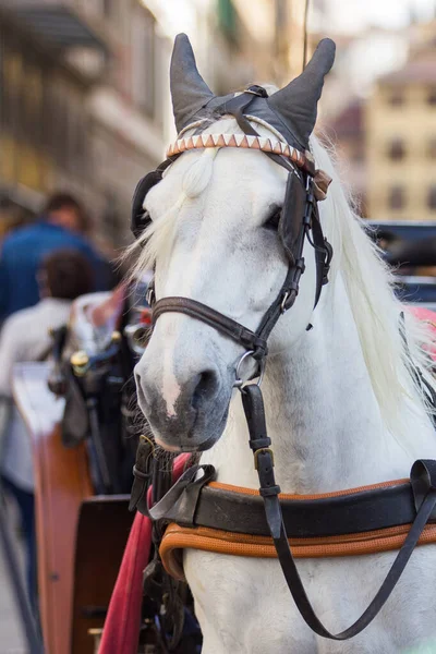 White Horse Harness Street — Stock Photo, Image