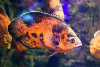 Bazı tropikal renkli balıklar su altında