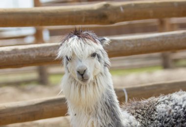 Hayvanat bahçesindeki şirin Lama portresi